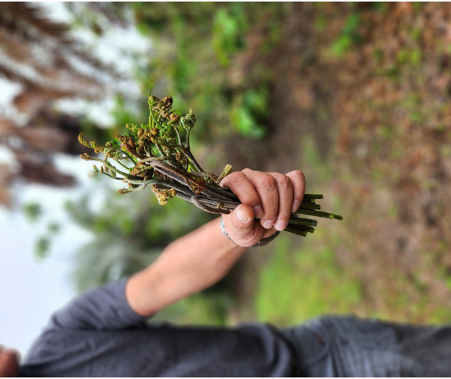 제주 생고사리 2026년산, 2개, 500g