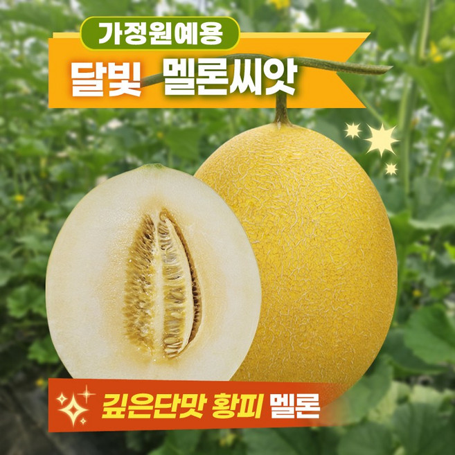 멜론씨앗 달빛 가정원예 텃밭용 깊은단맛 황피멜론 10립, 1개