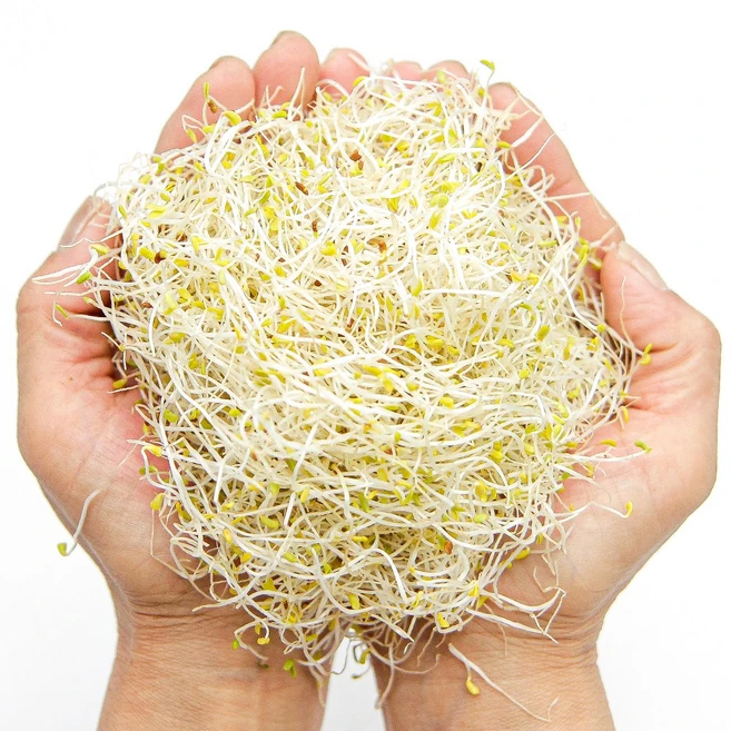 푸레아 국내산 알팔파싹 반박스500g 당일수확 샐러드야채 새싹채소 마이크로그린, 알팔파싹 반박스 500g - 쿠팡