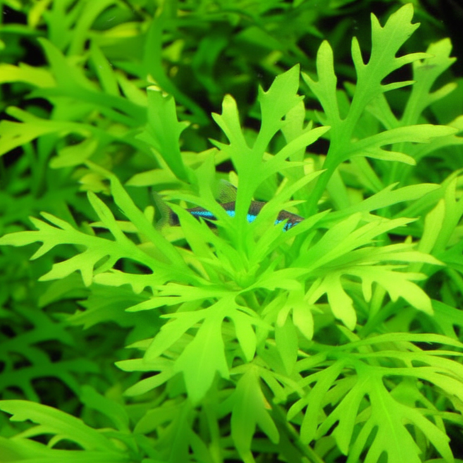 [수초농부] 워터 위스테리아 탁월한 수질정화 능력, 5개