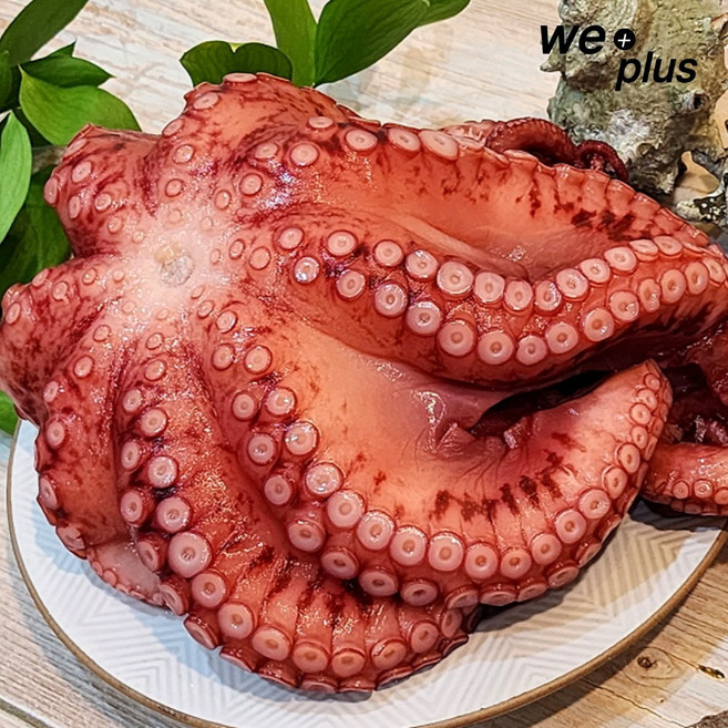 1-2kg급 손질 자숙 문어, 1개, 900g내외(자숙후)