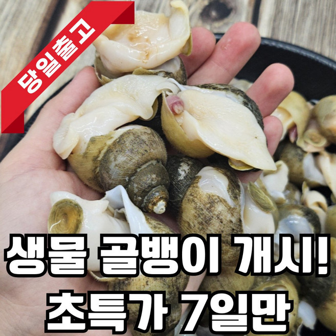 [한정수량] 자연산 국산 활 골뱅이 생물 산지직송, 1개, 1kg