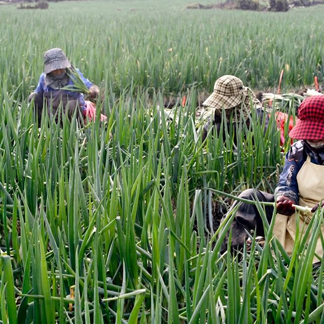 [매일수확/산지직송] 여주 국내산 신선한 손질 대파 깐대파, 10kg, 1개