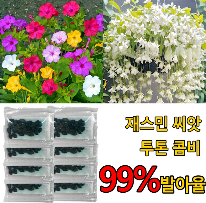향기좋은 자스민 나무 쟈스민 꽃나무 씨앗 원예/가드닝, 100개