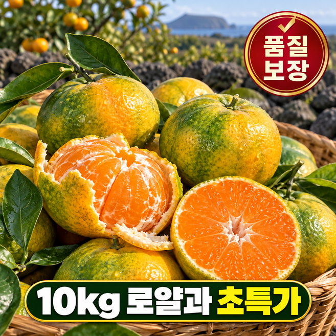 (품질보장) 산지직송 초고당도 노지 감귤, 1개, 로얄과 10kg