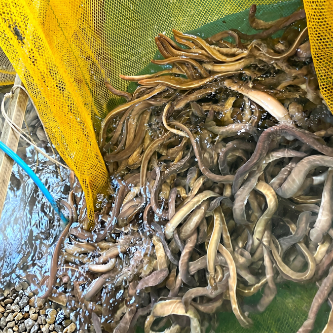 자갈치시장 당일손질 꼼장어 1kg 구이용 특제 양념장 포함, 1개, 손질 × 1kg 소(15~20미) × 1개