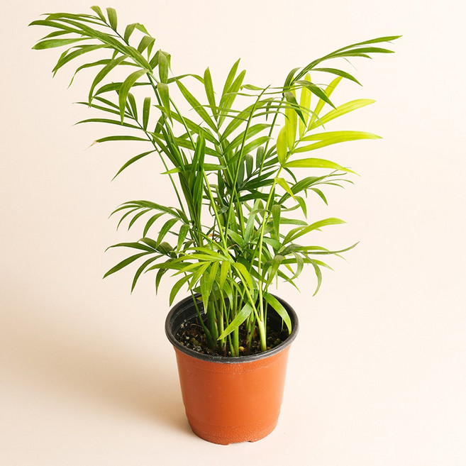 벨라가든 테이블야자 공기정화식물 키우기 쉬운 반려 식물 인테리어 플랜테리어, 1개