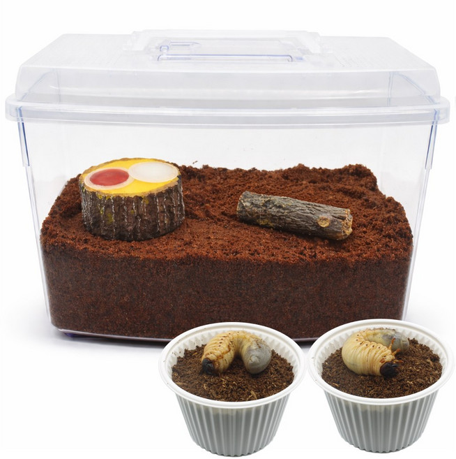 벅스앤미 장수풍뎅이 유충기르기 두마리 풀세트 (성충용품 포함), 1세트