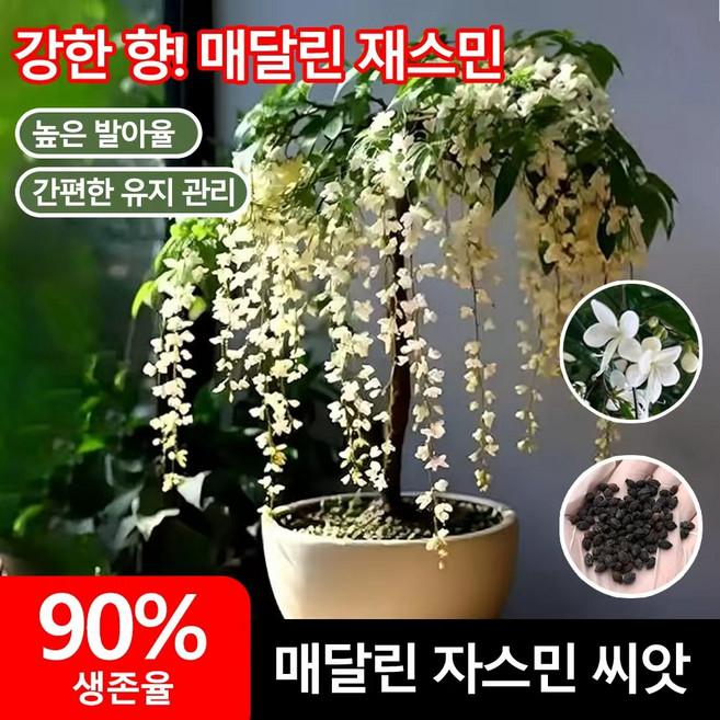 [당일배송 초보자 쉬운 재배 발아율90%] 쟈스민 꽃나무 강렬한 향의 매달린 재스민 씨앗 향기좋은 자스민 나무 늘어지는자스민 꽃나무씨앗, 50개