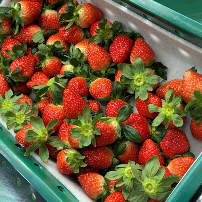 [프리미엄 설향딸기] 농장설향 논산산지 직송딸기, 상사이즈, 1kg, 1박스, 1kg