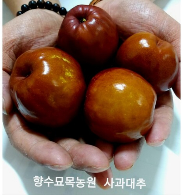 향수팜 새콤달콤 맛좋은 사과대추 3년생분묘, 1개