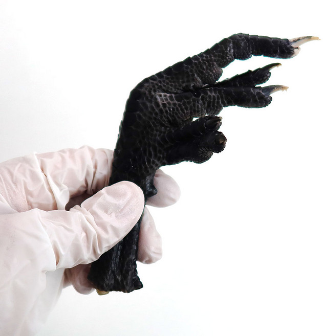 (배터짐) 국내산 토종 오골계 닭발 (일요일&당일발송), 1kg, 1개