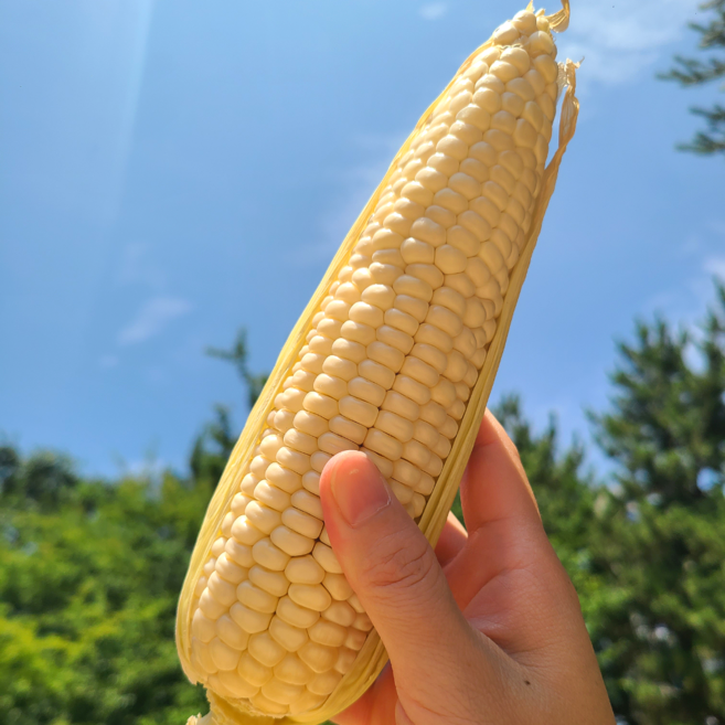 [26년수확] 햇 생옥수수 미백 찰옥수수 로얄 최상품 제철 산지직송, 5개, [로얄최상품(15cm이상)]