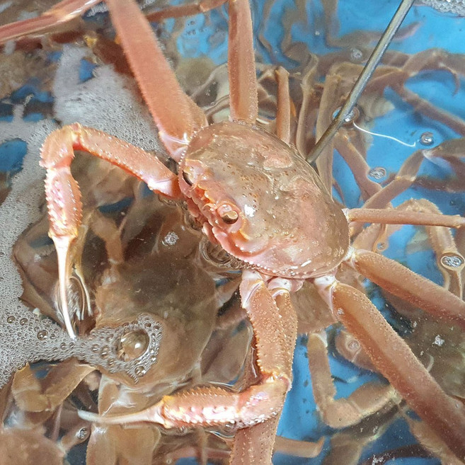 산지 직송 국산 영덕 대게 박달 홍게, 1박스, 일반대게(2kg)4~7마리