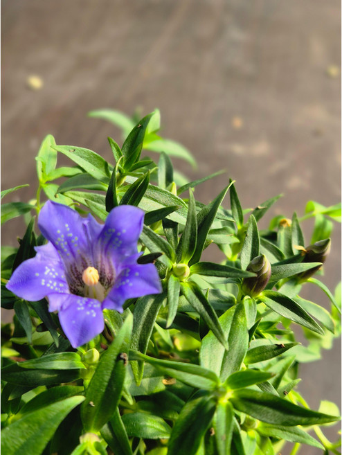 용담 가을 보라꽃 (제니플라워), 1개