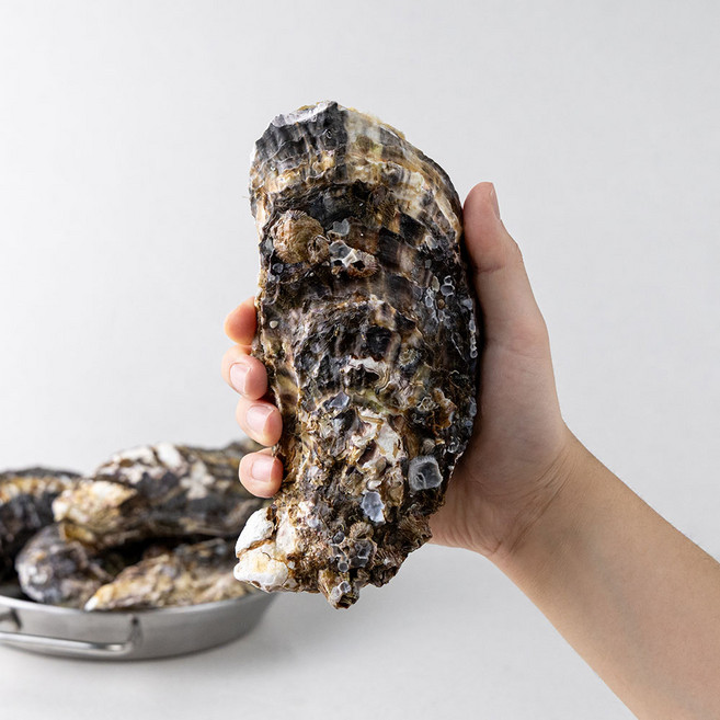 레브 당일작업 산지직송 통영 삼배체 굴 대왕굴, 1개, 7kg