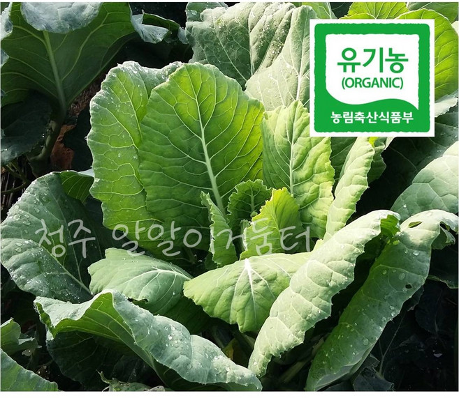 유기농 케일 1kg 주스용 녹즙용 당일수확 농장직송 케일스무디 그린주스 케일쥬스 청주 알알이거둠터, 1개