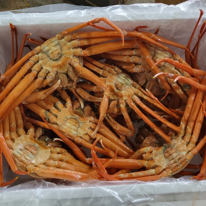 제철 자숙 홍게 포항 구룡포 산지직송 2kg 3kg 5kg, 1박스, 5kg(약 15-16미)