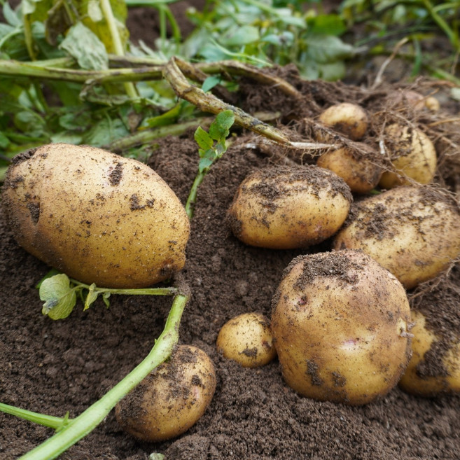 2024 국산 햇감자 수미감자 2kg 3kg 5kg 10kg 왕 특 대 중 조림, 조림 (50g 이하), 1개