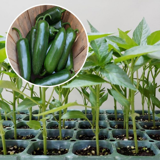 씨앗팜 퍼팩트 고추모종 (5개), 5개