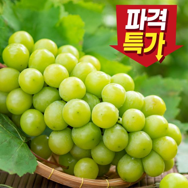 [100박스한정] 산지직송 꿀당도 샤인머스켓 고당도, 1개, 특품 2kg