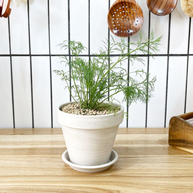 1+1 딜 키친허브 화분 세트 로즈마리 타임 바질 베란다 텃밭 허브 키우기, H33.딜, H07.레몬밤, 1개