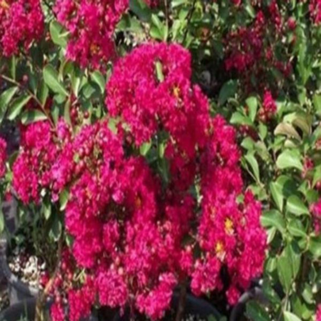 묘목/신품종 왜성배롱나무 /연귀비 뿌리묘2주묶음 SJ14, 1개