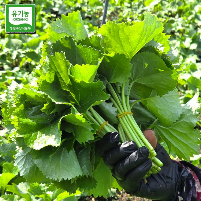 [프리미엄 유기농 곰취] 4월말 첫수확 홍천 국산 곰취나물 농약 1도 안들어간 생곰취, 1개, 500g