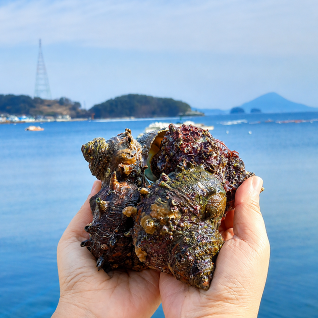 통영산지직송 자연산 생물 활 뿔소라, 1개, 1kg