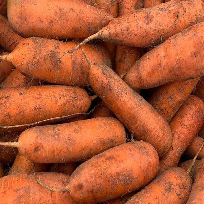 농부곳간 수분 가득한 제주 구좌 햇 흙당근, 1개, 당근 2kg 중