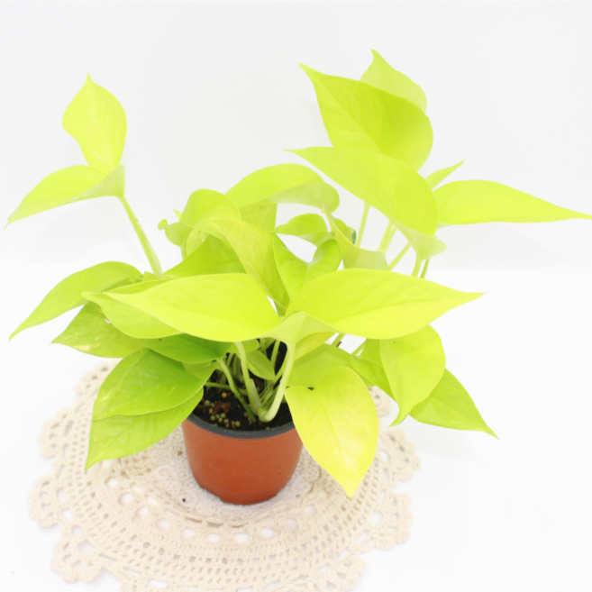 [골든플랜트] 형광스킨 스킨답서스 공기정화식물 수경재배 반려식물 실내인테리어 관엽식물, 1개