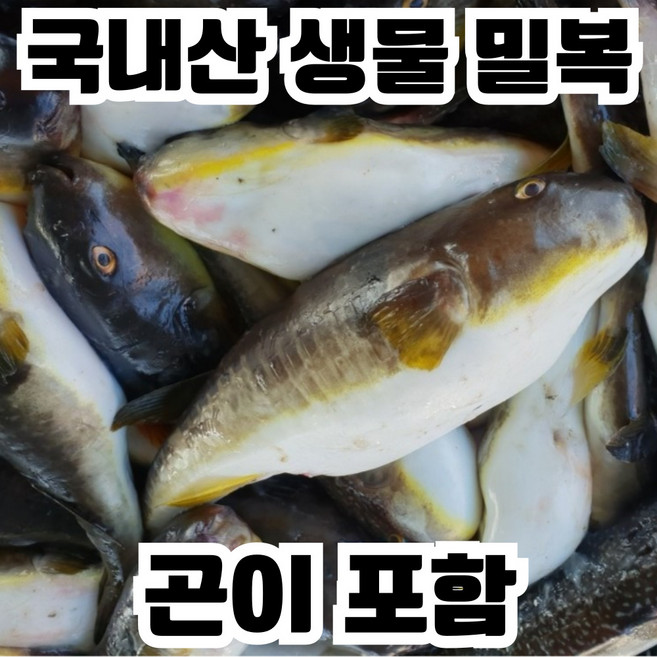 [동해안] 복어 손질 밀복 복지리 복국, 1개, 4kg