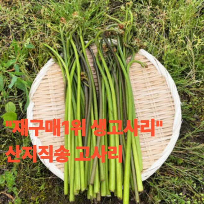 재구매1위 생고사리 산지직송 특품, 1박스, 3kg