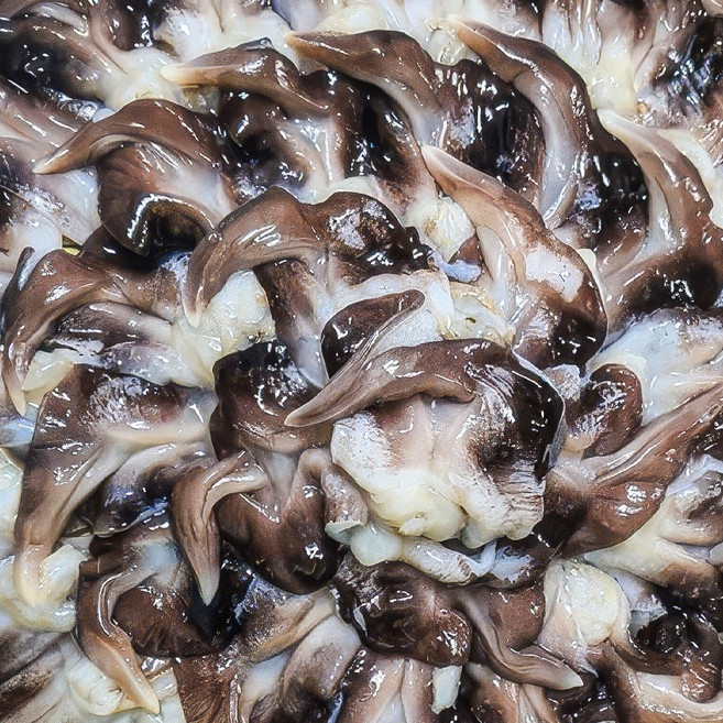 파도소리 여수직송 특품 제철 새조개 산지직송 당일조업 당일손질, 1개, 500g