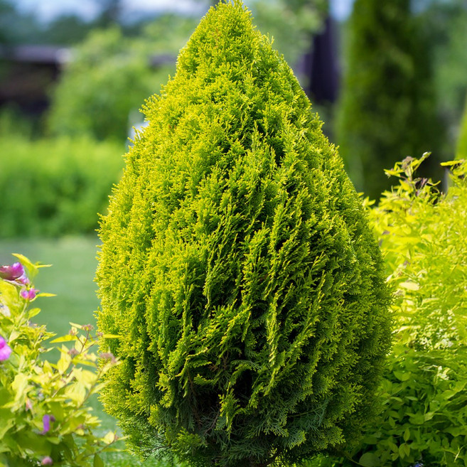 [충북농원] 골든브라반트 나무 묘목 - H0.4~H1.2 분묘, H1.0/분, 1개