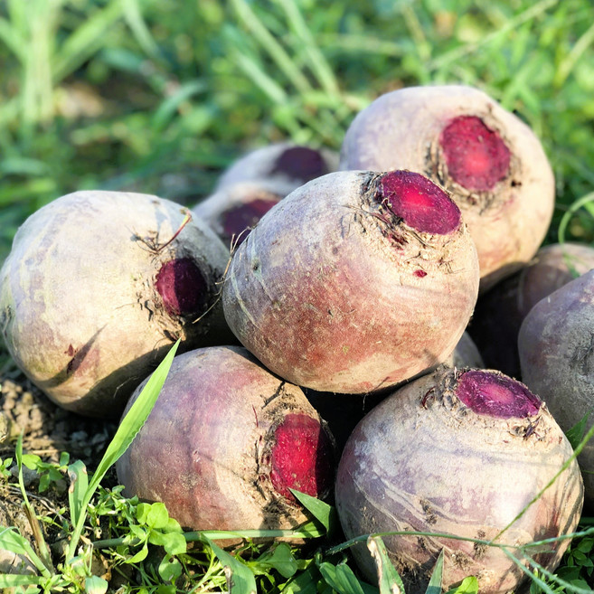 [제주 1등 비트] 국내산 레드비트, 1박스