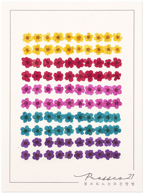 프레스코21 압화 꽃송이 조팝(5색/A형) 100p
