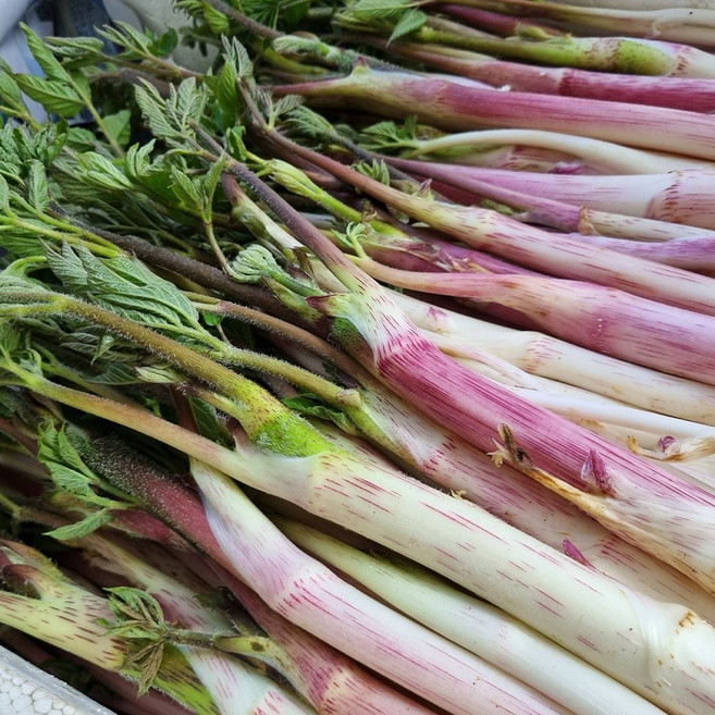 정직한농장 산지직송 백미향 눈꽃 땅두릅 햇두릅 산나물, 500g, 1세트