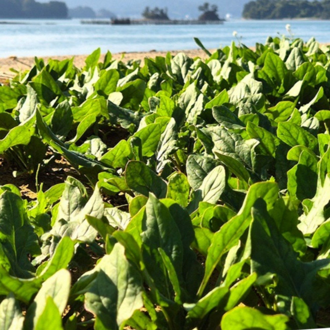 고당도 남해 시금치 보물초 2kg 3kg 설 명절 나물용 달큰한 영해초 단작업, 포항영해초2단(600g내외)