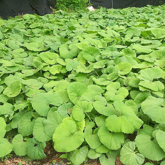 국산 곰취나물 봄나물 고랭지 재배 산지직송 생 곰취 20Og