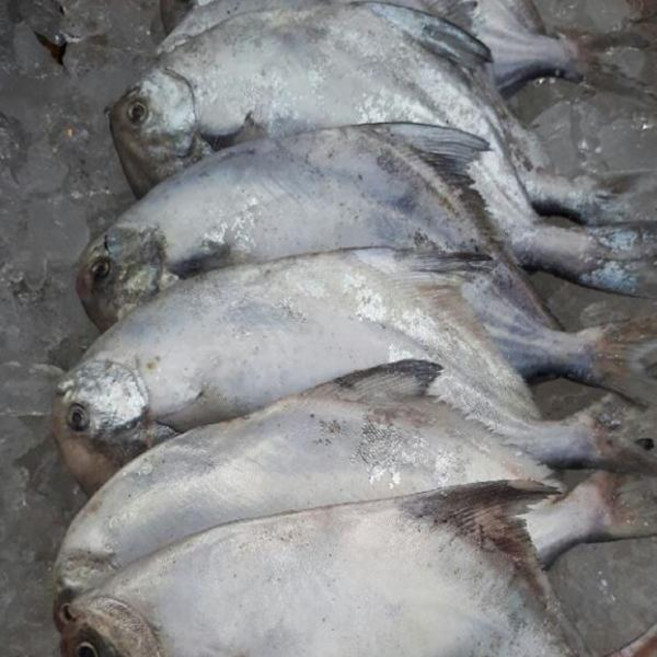 전복마을 횟감용 손질 신안 생물병어(대)1미(350g내외), 1개, 350g내외