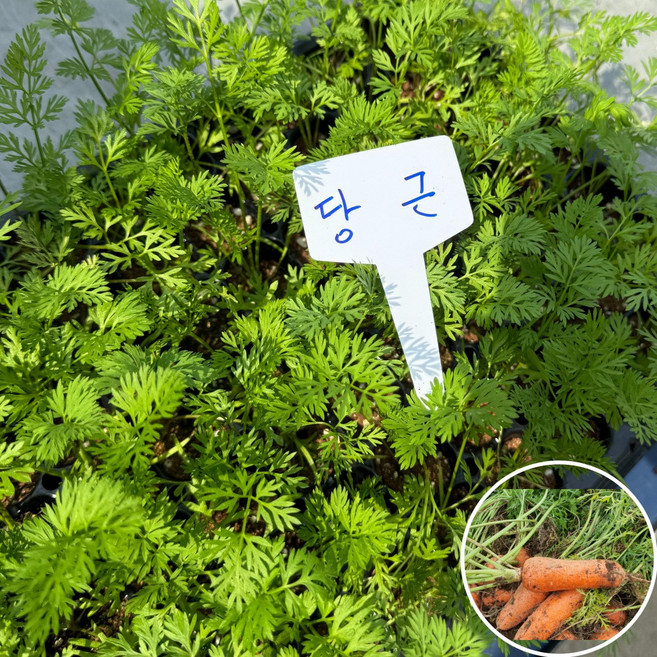 당근 모종 30개 [조촌육묘장], 60개, 175ml, 60개