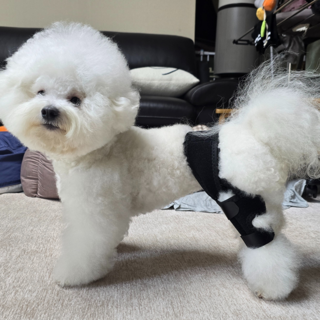 오스린 강아지 슬개골 십자인대 무릎 보호대 동물용의료기기, 1개, 5.5L