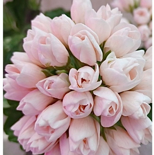 엠마프론뱅츠보 엠마프롱뱅츠보 튤립형 유럽제라늄 농장직송 제라꽃길, 1개