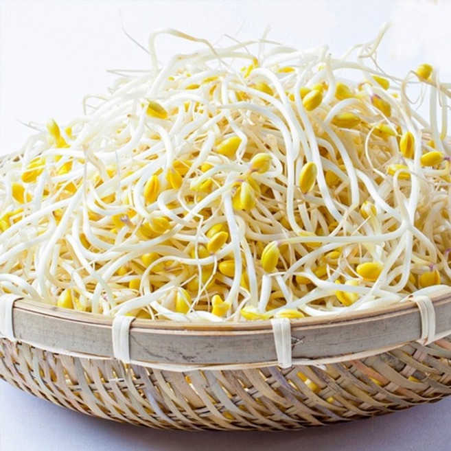 산소콩나물 무농약