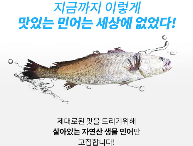 국내산 살아있는 신안자연산 생물민어한마리 회 탕부산물일체 빠짐없이 보냄 1~8 5키로한마리, 1박스, 살아있는민어1~1.5키로한마리 통채로