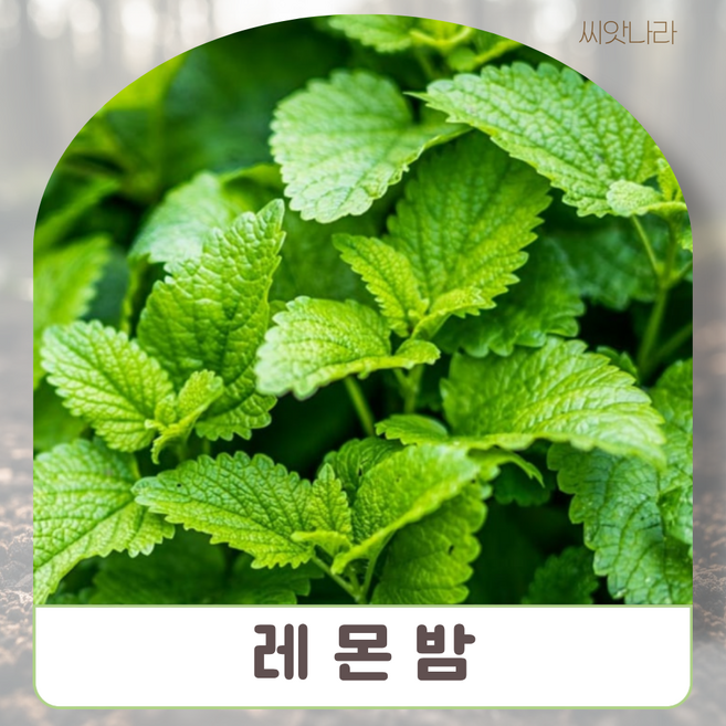 (씨앗나라) 허브씨앗 레몬밤 씨앗 30립
