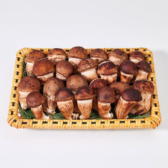 (농가직송) 사천시 해풍맞은 1등급 생참송이 버섯 1kg (한정수량), 생참송이버섯1kg
