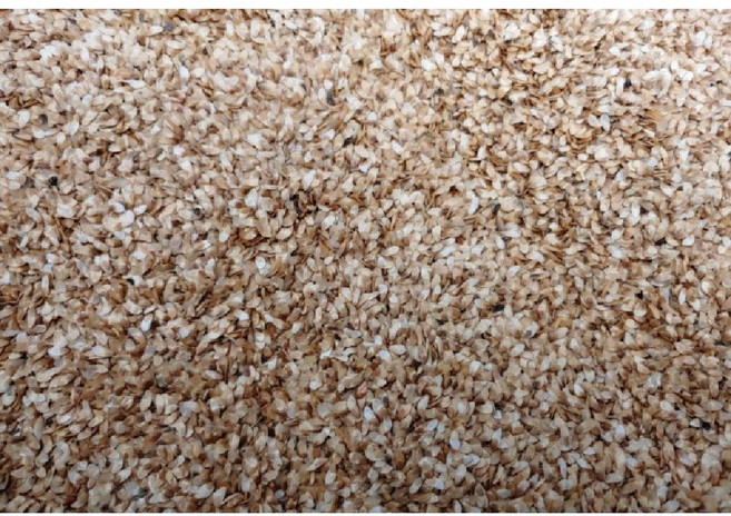 더덕씨앗 25g/더덕종자, 1개