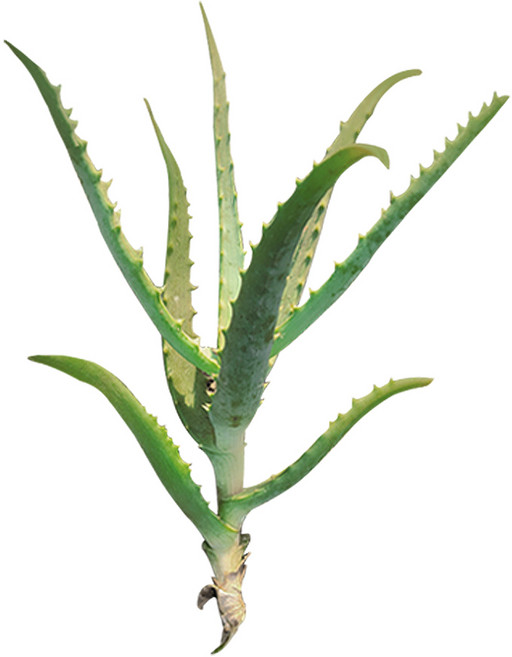 알로에 아보레센스 모종 공기정화 취미 모종 플랜테리어 반려식물, 1개